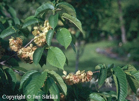 Vuorijalava, skogsalm, Ulmus glabra